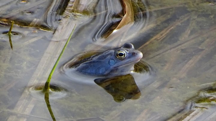 Самець гостромордої жаби у водоймі в Холодному Яру. Фейсбук Максима Гаврилюка